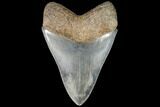 Serrated, Fossil Megalodon Tooth - Gorgeous Meg #92475-2